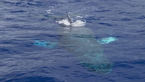 ballena jorobada nada bajo la superficie del agua clara del océano