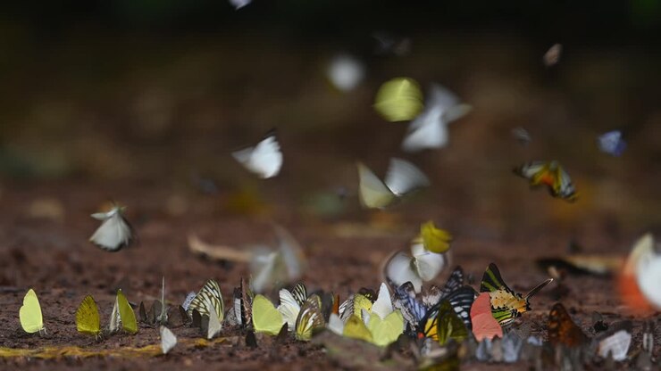 Caleidoscopio di diverse specie di farfalle che si nutrono di minerali nel Parco Nazionale di Kaeng Krachan, Patrimonio Mondiale UNESCO, Thailandia.