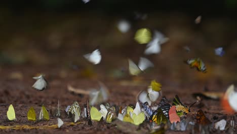 caleidoscopio de diferentes tipos de mariposas alimentándose de minerales en el parque nacional kaeng krachan, patrimonio mundial de la unesco, tailandia