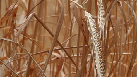 Golden-straw-color:-Dry-wheat-grass-close-up-view,-defocused-back