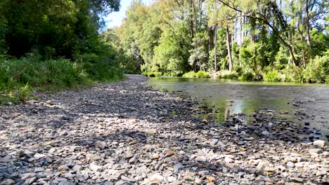 slow camera glides over rocky creek bank to clear water, lush green forest, bright daylight