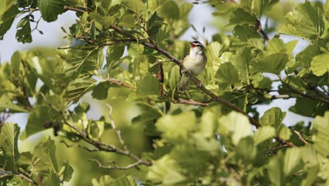 small bird in tree