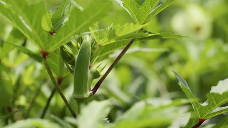 green okra plant with distinctive seed pod - close up static shot