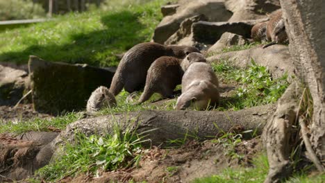 a close up of a family group of asian small-clawed otters sniffing and searching for food with each other near a stream on the grass