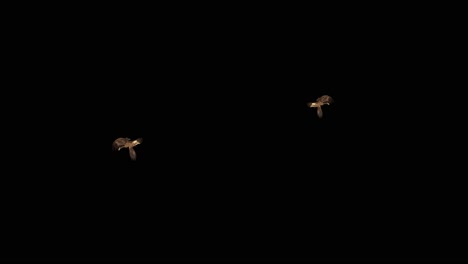 Group of greater spotted eagles flying in the sky and gliding slowly and majestic eagle is a bird of
