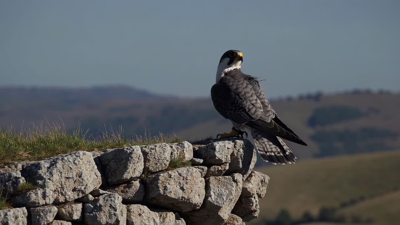 Peregrine Falcon on a Rocky Outcrop