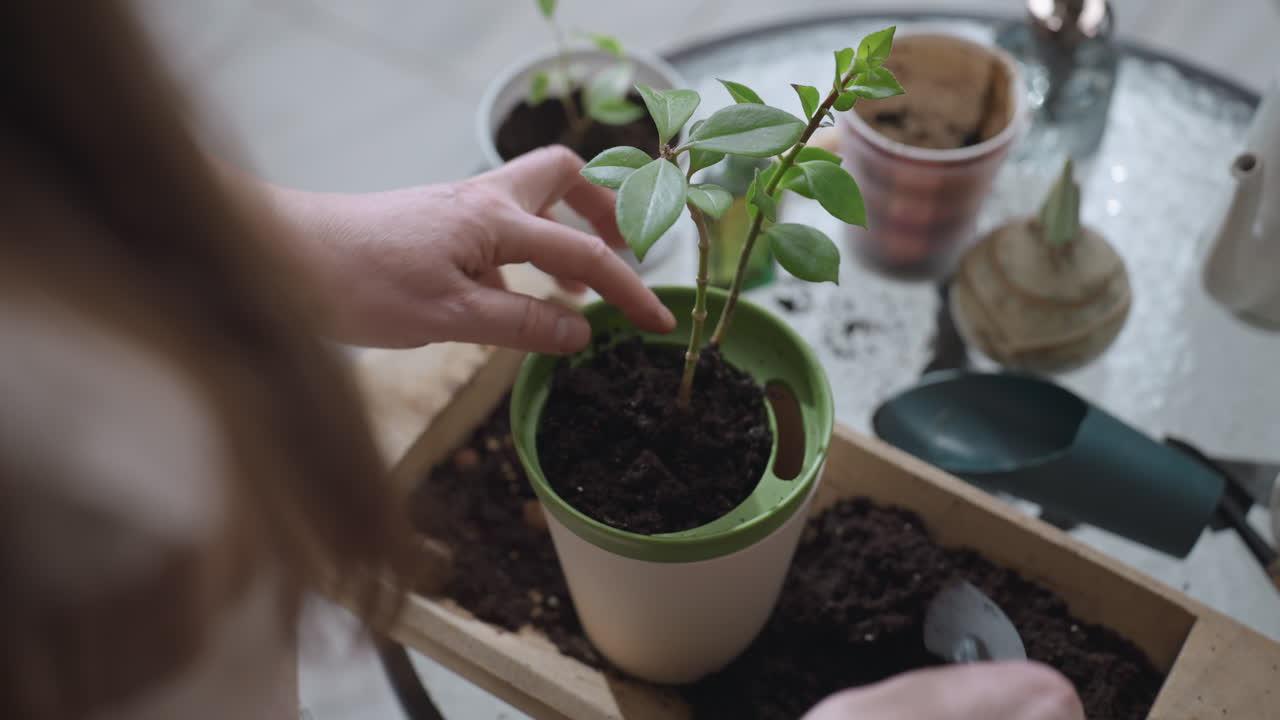 Gardener presses thumb into moist potting soil in plastic planter to check dampness and ensure healthy root growth on glass table surrounded by scattered soil and leafy indoor greenery