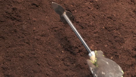 farmer using trowel shovel to dig and plant vegetable tomato in organic agriculture cultivation