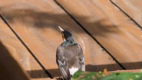 el pied myna indio o el pied starling asiático es un pájaro adulto que habla en el suelo de madera mirando a su alrededor de cerca.