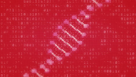 animación del procesamiento de datos de codificación binaria sobre la estructura de adn giratoria contra un fondo rojo.