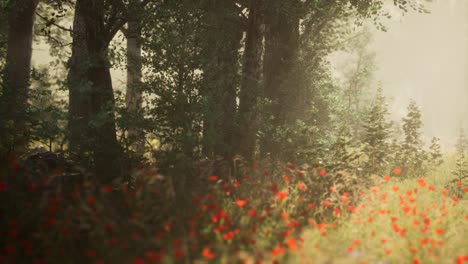 Clearing-in-the-forest-in-sunny-summer-morning