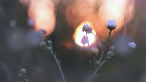 sunset flowers