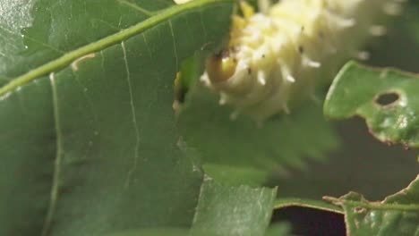 gusano de la seda de algodón único extremo de cerca del gusano en hoja natural verde