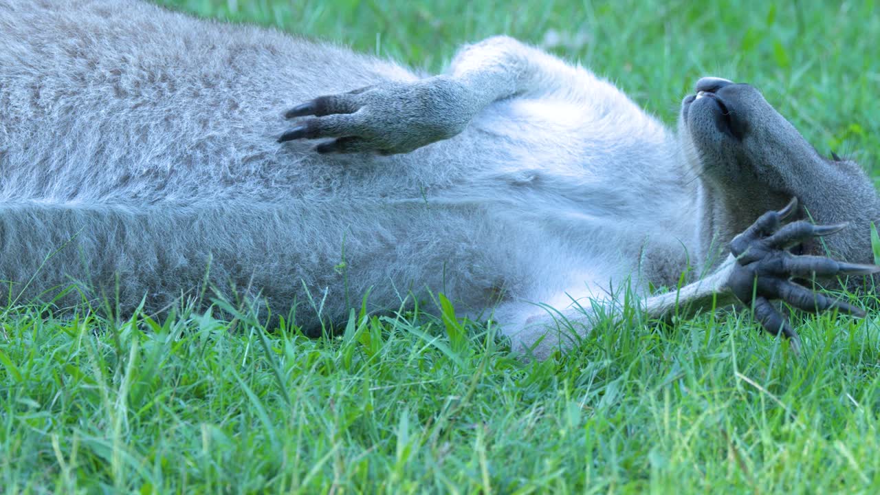 Un'inquadratura media mostra un canguro grigio orientale sdraiato sull'erba, che si pulisce il pelo all'aperto