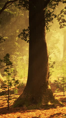 sunlight streaks through a lush green forest