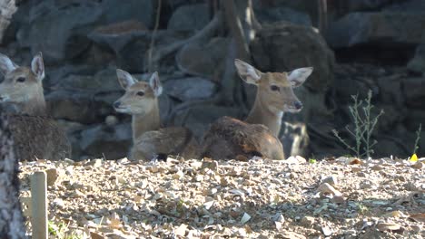 Wild-Deer-in-Chiang-Mai,-Thailand