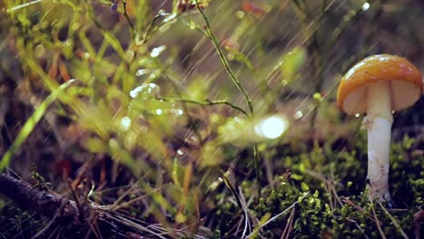 Amanita-muscaria,-Fly-agaric-Mushroom-In-a-Sunny-forest-in-the-rain.