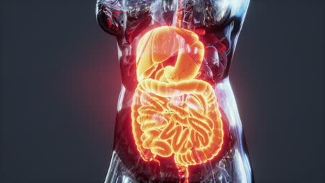 anatomy of human body with digestive system