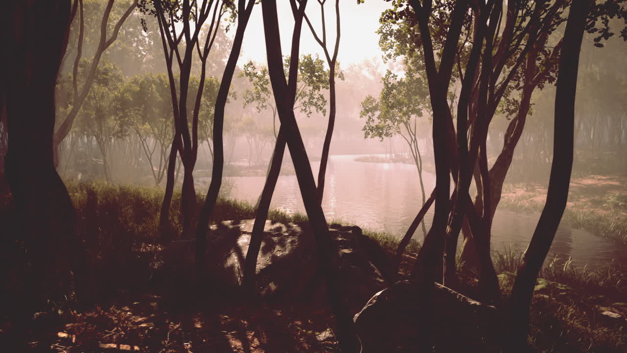 Rayos de sol en un bosque en una mañana brumosa