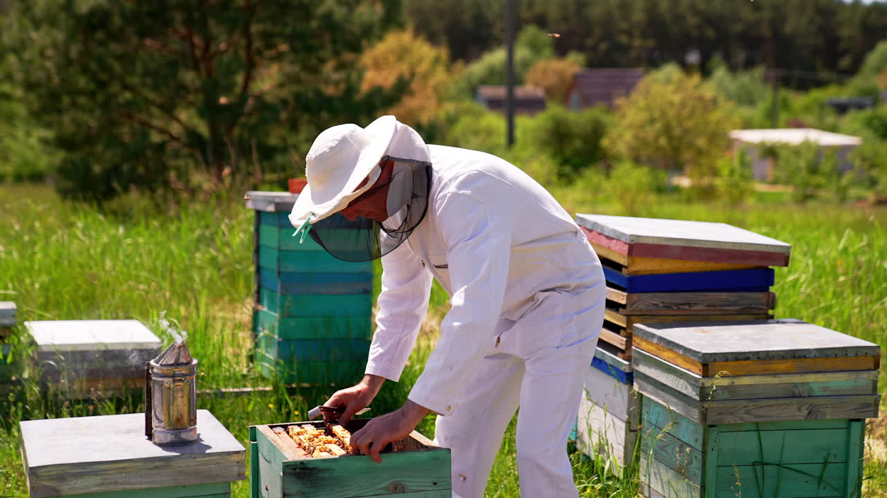 Beekeeper working in an apiary