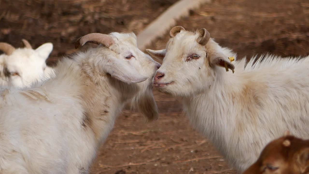 Dos cabras blancas con cuernos y barbas mirándose mutuamente