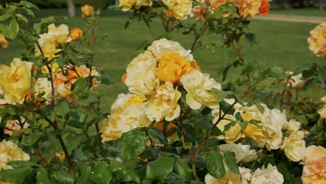 a shot of a group of yellow landora roses