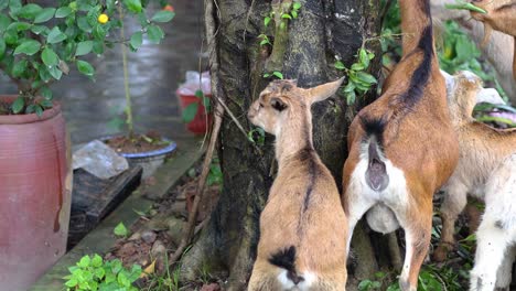 goats feeding, playing, and socializing in a garden