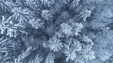 evergreen trees frosted white with hoarfrost in a winter forest - straight down aerial view