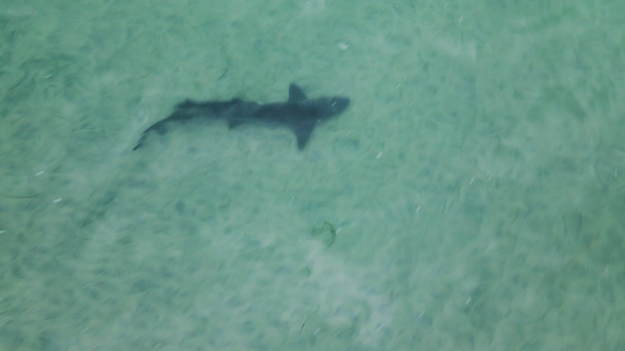 Leopard shark swims calmy through clear water, drone top down view
