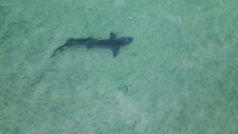 leopard shark swims calmy through clear water, drone top down view