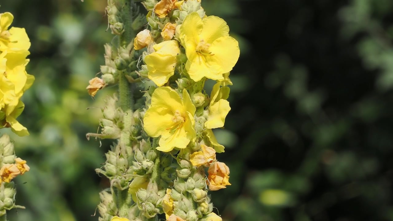 Fiori di verbasco gialli con alte spighe su uno sfondo foglioso sfocato in una luce diurna delicata