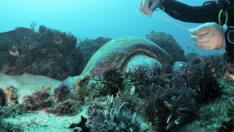 a marine researcher measures the shell of a resting green sea turtle while scuba diving for a citizen science program