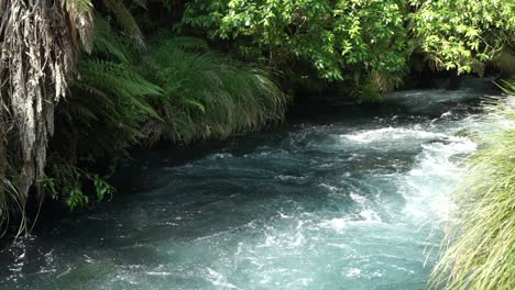 slowmo - shot of flowing blue spring creek putaruru with rapids in zealand