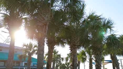 sun shining through multiple palm trees in myrtle beach, south carolina