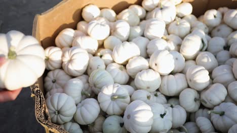 pretty small white pumpkins perfect for halloween decoration - close up