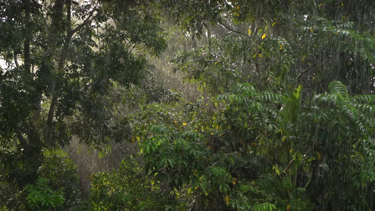 It is raining in the forest