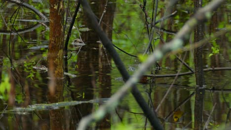 Canada-Warbler-Male-Near-Water,-Jumping-Between-Branches,-Birdwatching-in-Canada