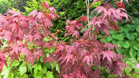 vibrant maple leaves in a lush garden setting