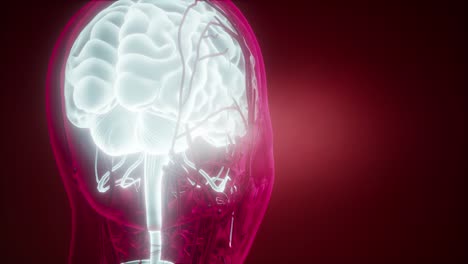 anatomía del cerebro humano
