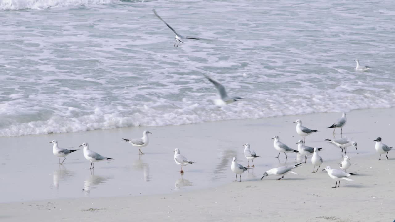 波の前のビーチで砂から飛び立つカモメ、スローモーション