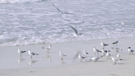 Gaviotas-Volando-De-La-Arena-En-La-Playa-Frente-A-Las-Olas,-Cámara-Lenta