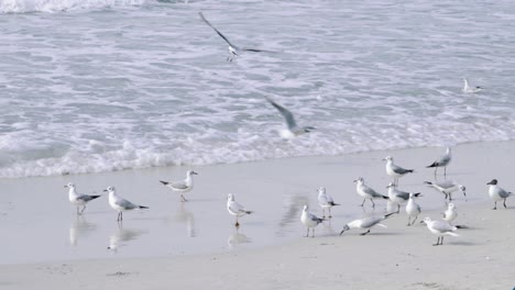 gaviotas volando de la arena en la playa frente a las olas, cámara lenta
