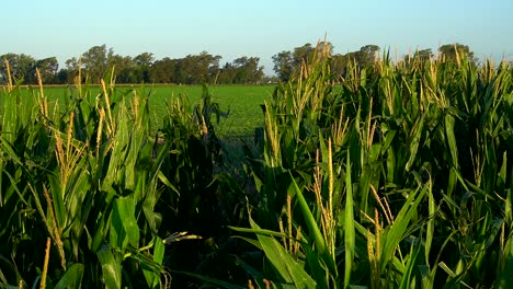 Vista-De-Cultivos-De-Maíz-Y-Un-Campo-De-Soja-En-El-Fondo-En-Una-Tarde-De-Verano