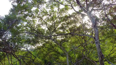 Drone-flight-through-the-tree-branches