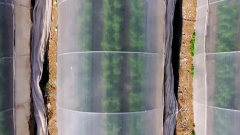 Flying-over-a-greenhouse-in-the-desert-by-the-Dead-sea,-Israel,-Triangle-roof-greenhouse,-Round-Roof-greenhouse,-Top-close-shot