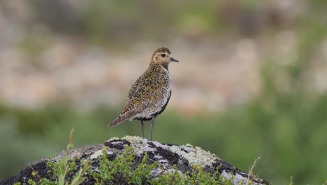 el plover dorado europeo (pluvialis apricaria), el parque nacional dovrefjell sunndalsfjella, en noruega.