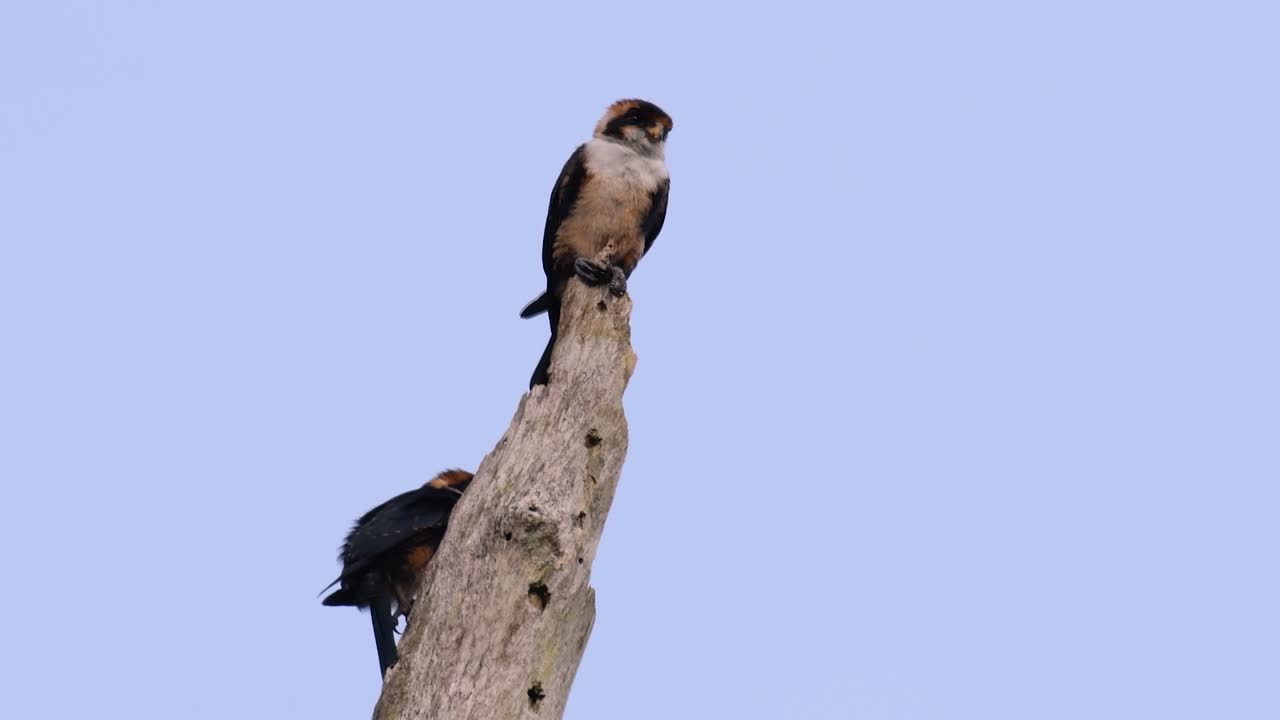 검은 허벅지 매는 아시아 일부 국가의 숲에서 발견되는 가장 작은 맹금류 중 하나입니다.