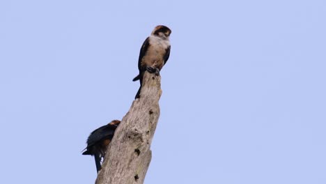 Der-Schwarzschenkelfalke-Ist-Einer-Der-Kleinsten-Raubvögel,-Die-In-Einigen-Ländern-Asiens-In-Den-Wäldern-Vorkommen