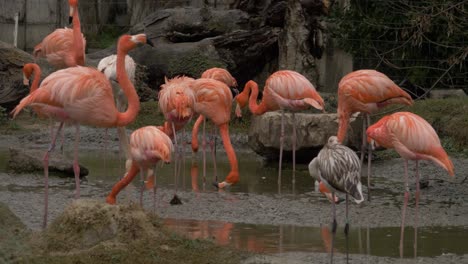 foto de trípode de algunos flamencos comiendo en un estanque