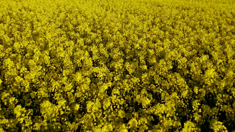 aerial view of rapeseed field